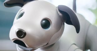 Sempat Dihentikan, Kini Robot Anjing Aibo Dirilis Kembali